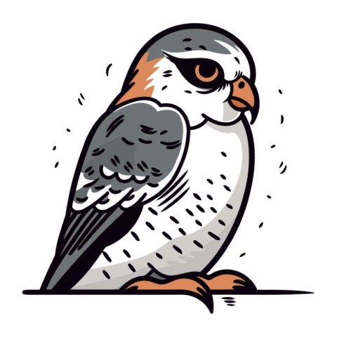 Illustration of a hawk on a white background. Vector illustratio