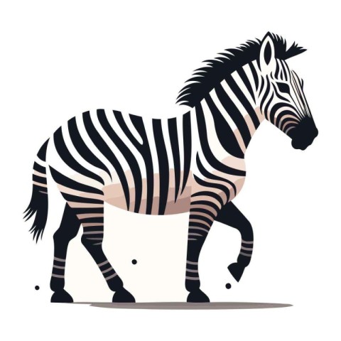 Zebra vector illustration isolated on white background. Zebra si