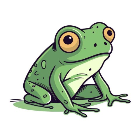 Frog. Vector illustration of a green frog isolated on white back