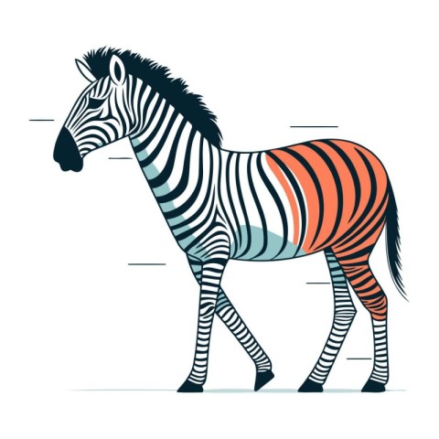 Zebra. Vector illustration of a zebra on white background.