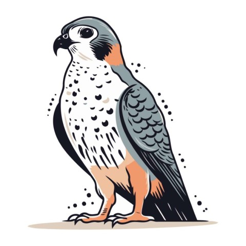 Illustration of a falcon on a white background. Vector illustrat