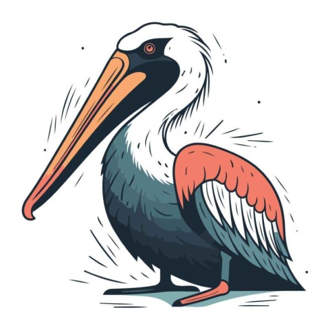 Vector illustration of a pelican isolated on white background. C