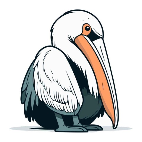 Pelican vector illustration. Cartoon pelican isolated on white b