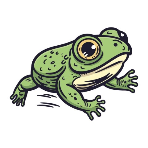 Frog. Vector illustration of a green frog on a white background.