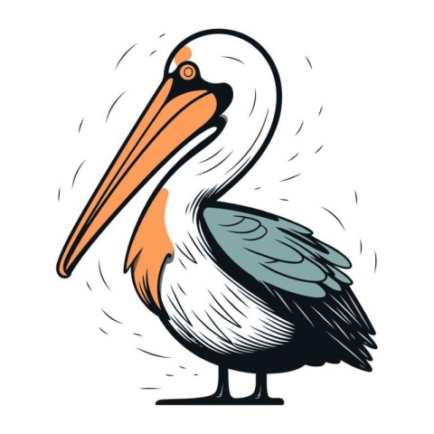 Pelican vector illustration isolated on white background. Cartoo