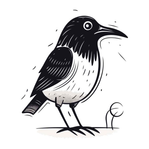 drawing of a crow on a white background. Vector illustration.