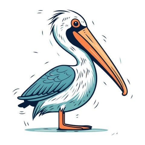 Pelican vector illustration. Isolated on a white background.