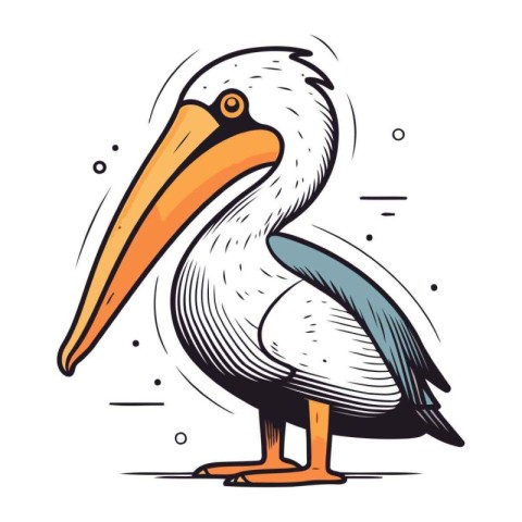 Pelican vector illustration. Isolated pelican on white backgroun