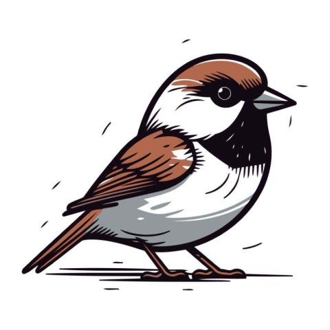 Sparrow. Vector illustration of a bird on a white background.