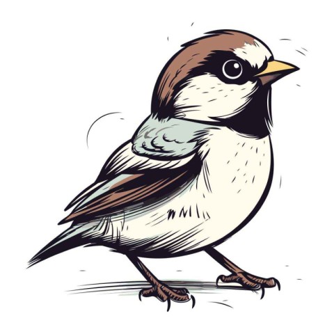 Sparrow bird isolated on white background. Hand drawn vector ill