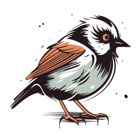 Sparrow bird isolated on white background. Vector hand drawn ill