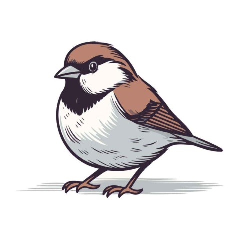 Sparrow isolated on white background. Hand drawn vector illustra