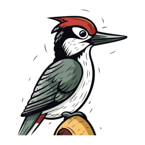 Woodpecker. Vector illustration of a bird on a white background.