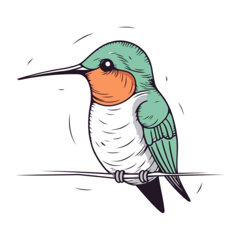 hummingbird isolated on a white background. vector illustration