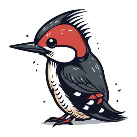 Vector hand drawn illustration of woodpecker. Isolated on white