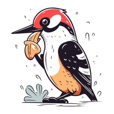 Dendrocopos major. great spotted woodpecker. vector illustration