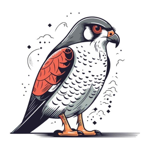 Kestrel bird on white background. Vector illustration in sketch