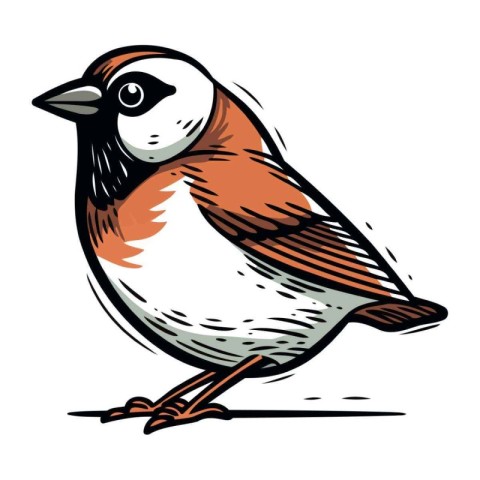 Sparrow. Vector illustration of a bird on a white background.