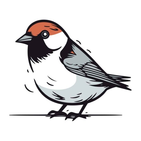 Bullfinch. Hand drawn vector illustration isolated on white back