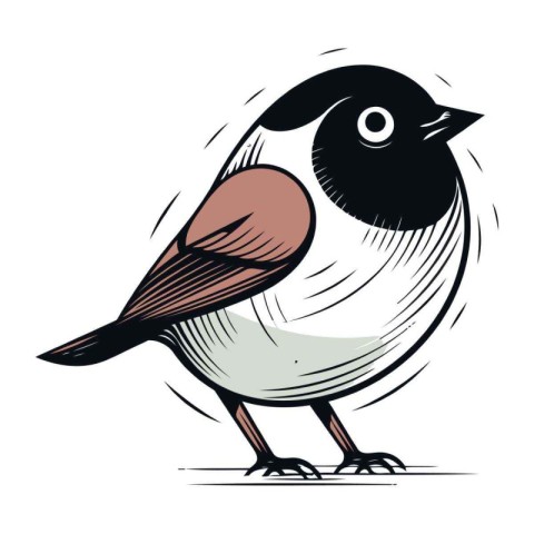 Bullfinch vector illustration. Hand drawn bird on white backgrou