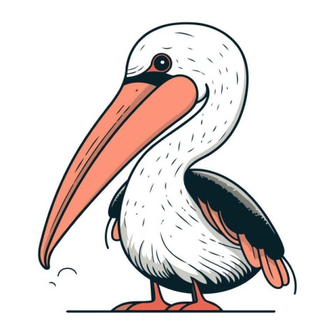 Pelican vector illustration isolated on white background. Cartoo