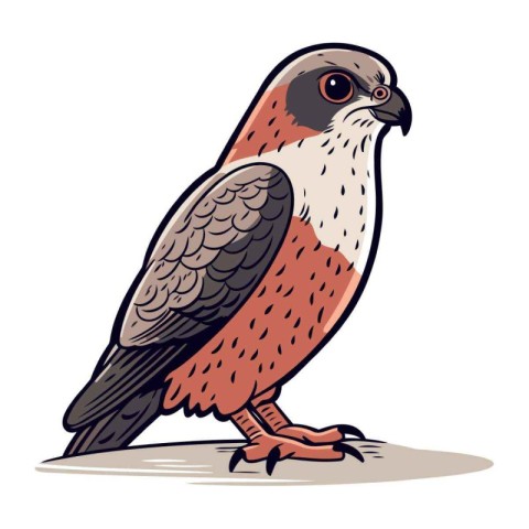 Red backed falcon. Vector illustration of a bird of prey.