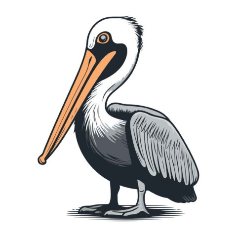 Pelican isolated on white background. Vector illustration. EPS 1