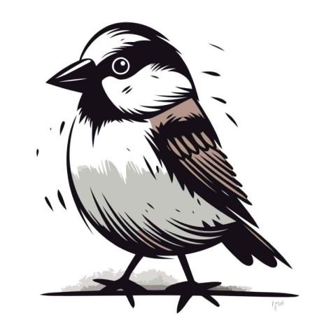 Illustration of a sparrow on a white background. vector illustra