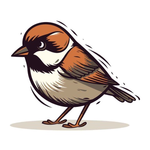 Sparrow. Vector illustration of a bird on a white background.