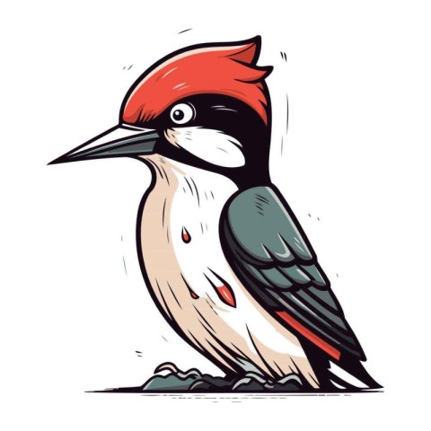 Woodpecker. Hand drawn vector illustration isolated on white bac