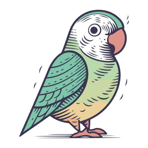 Parrot vector illustration. Hand drawn doodle parrot.