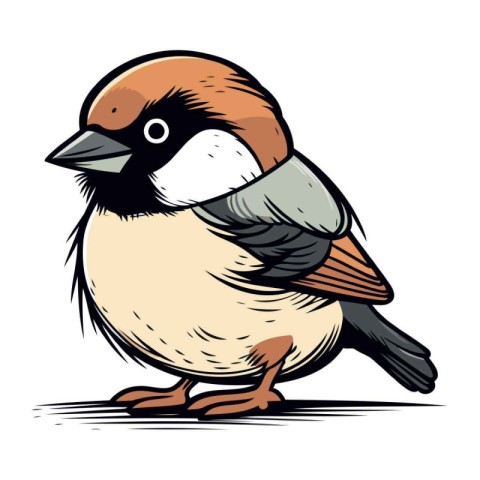 Sparrow. Vector illustration of a bird on a white background.