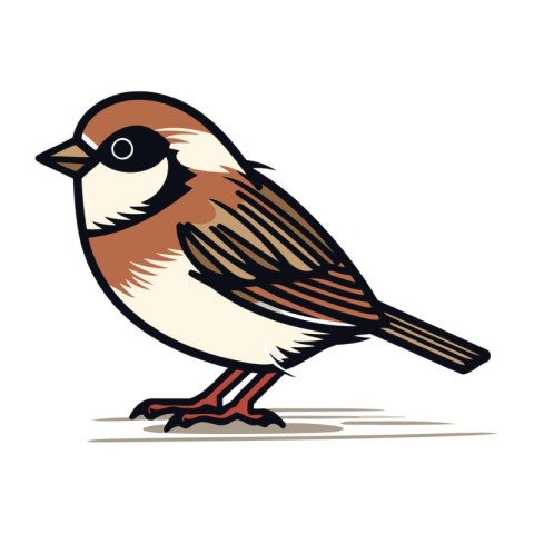 Sparrow on a white background. Vector illustration of a bird.