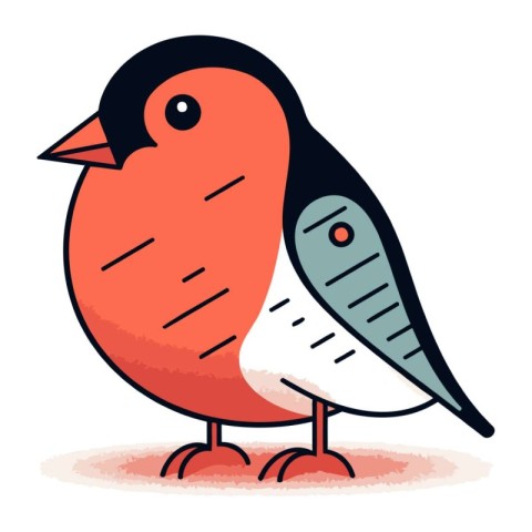 Bullfinch vector illustration. Isolated bullfinch on white backg