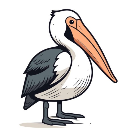 Pelican vector illustration. Cartoon pelican isolated on white b