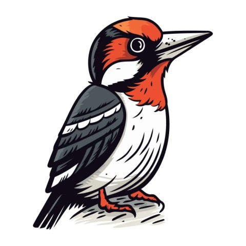 Vector image of a woodpecker. Hand drawn illustration of a woodp