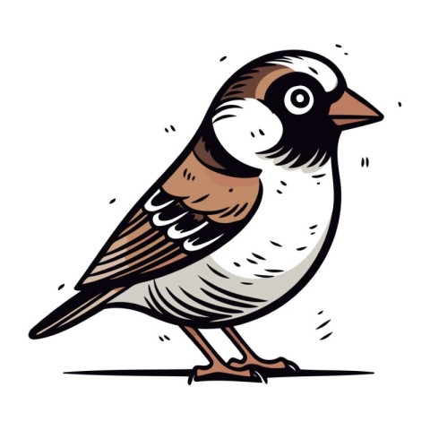 Sparrow. Vector illustration of a bird on a white background.