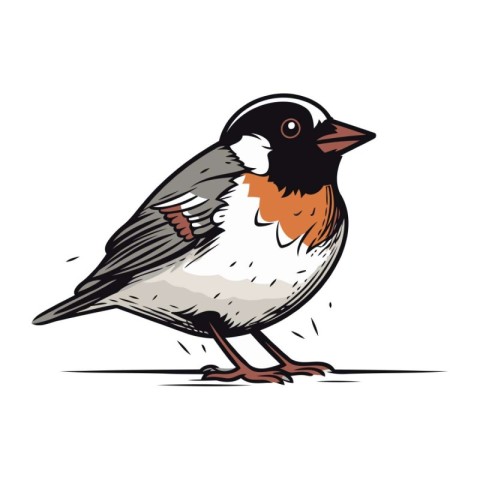 Bullfinch bird. Hand drawn vector illustration isolated on white