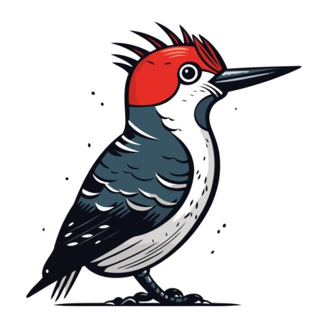 Red bellied woodpecker. vector illustration on white background.