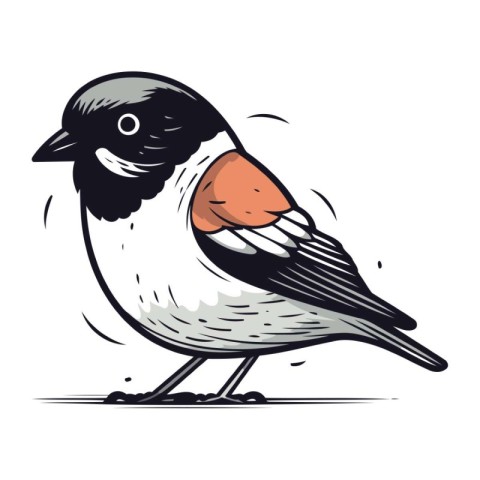 Bullfinch bird. sketch for your design. Vector illustration.