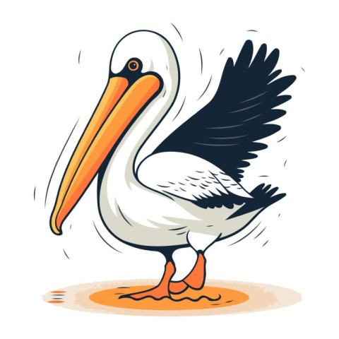 Pelican vector illustration. Isolated pelican on white backgroun