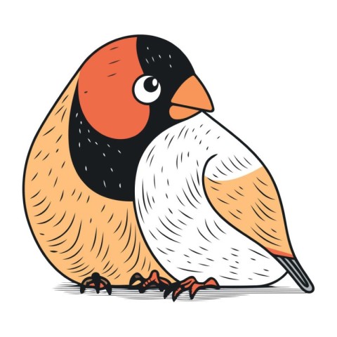 Bullfinch vector illustration. Hand drawn doodle style.