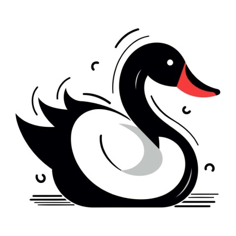 Black swan on white background. Vector illustration for your des