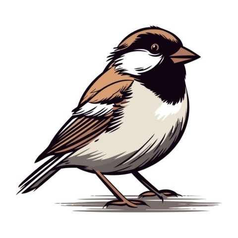 Sparrow. Vector illustration of a bird on a white background.