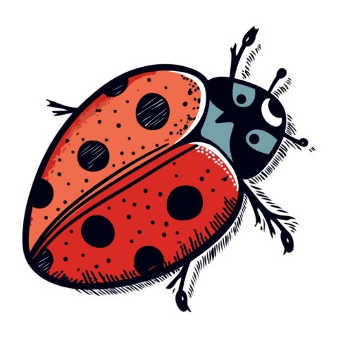 Ladybug isolated on white background. Hand drawn vector illustra