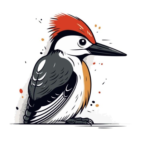 Dendrocopos major. Great spotted woodpecker. vector illustration