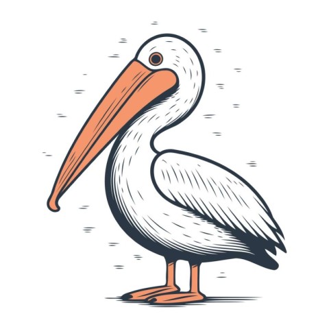 Pelican vector illustration. Hand drawn pelican isolated on whit