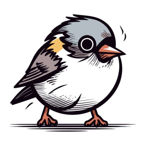 Chaffinch in cartoon style. Vector illustration isolated on whit