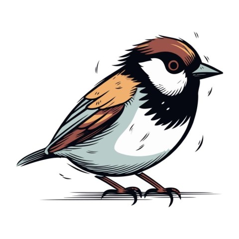 Sparrow. Vector illustration of a sparrow on a white background.