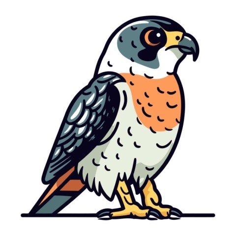 Illustration of a falcon. Vector illustration of a bird.